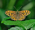 Pararge_aegeria_dx0439