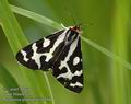 Parasemia_plantaginis_a564