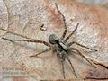 Pardosa_lugubris_cb9762s