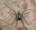 Pardosa_lugubris_cb9778s