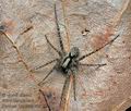 Pardosa_lugubris_cb9788s