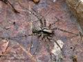 Pardosa_lugubris_cb9814s