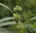 Parietaria_officinalis_ab3325