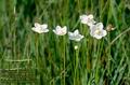 Parnassia_palustris_104