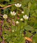 Parnassia_palustris_k3255