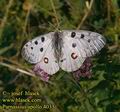 Parnassius_apollo_4033