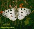 Parnassius_apollo_4398