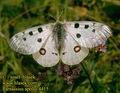 Parnassius_apollo_4415