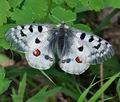 Parnassius_apollo_bk3007