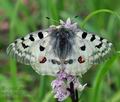 Parnassius_apollo_bk3018