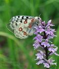 Parnassius_apollo_bk3039