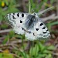 Parnassius_apollo_bk3060