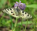 Parnassius_apollo_bk3071