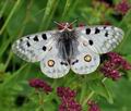 Parnassius_apollo_bk3864