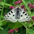 Parnassius_apollo_bk3889