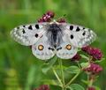 Parnassius_apollo_bk3895