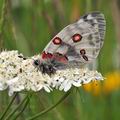 Parnassius_apollo_bk3915