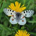 Parnassius_apollo_bk3927