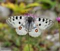 Parnassius_apollo_bk3932