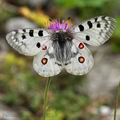 Parnassius_apollo_bk3951