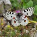 Parnassius_apollo_bk3974