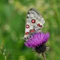 Parnassius_apollo_bk4009