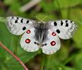 Parnassius_apollo_bk4011