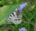 Parnassius_apollo_ff5870