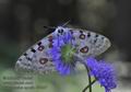 Parnassius_apollo_ff5887