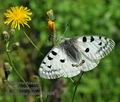 Parnassius_apollo_ff5908