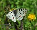 Parnassius_apollo_ff5911