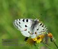 Parnassius_apollo_ff5917