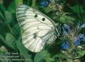 Parnassius_mnemosyne_10641