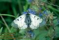 Parnassius_mnemosyne_2895