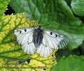 Parnassius_mnemosyne_ff5961