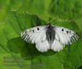 Parnassius_mnemosyne_ff5963