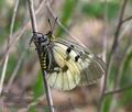 Parnassius_mnemosyne_pa5031456