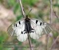 Parnassius_mnemosyne_pa5031457