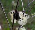 Parnassius_mnemosyne_pa5031492