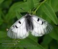 Parnassius_mnemosyne_pa5031510