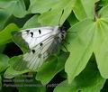 Parnassius_mnemosyne_pa5031519