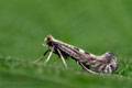 Parornix_torquillella_jg9467s