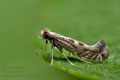 Parornix_torquillella_jg9477s