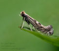 Parornix_torquillella_jg9495s