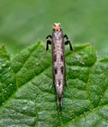 Parornix_torquillella_jg9514s