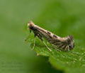 Parornix_torquillella_jg9535s