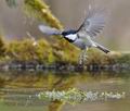Parus_ater_pa3286455