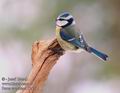 Parus_caeruleus_11431