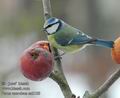 Parus_caeruleus_aa2100