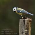 Parus_caeruleus_bf1438